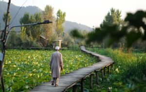 Person walking along a wooden path through green surroundings