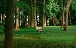 An empty bench among trees in a quiet green park