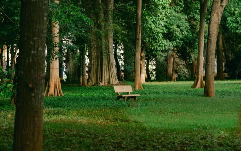 An empty bench among trees in a quiet green park