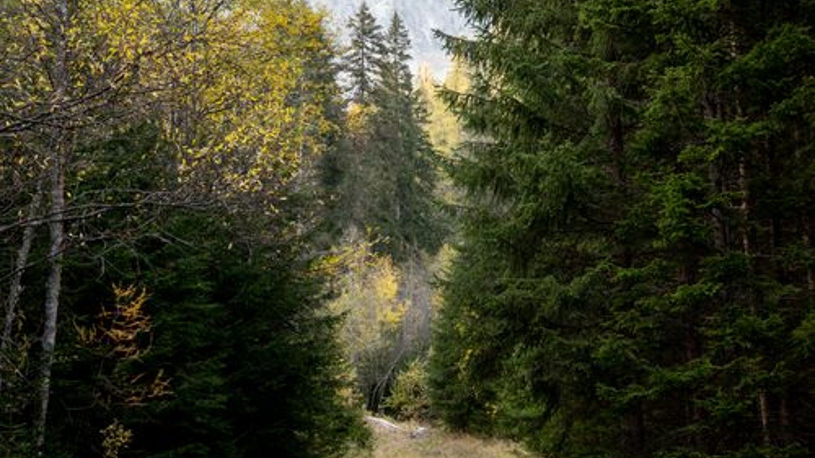 A quiet green forest path in soft daylight